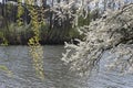 Blooming fruit tree against the background of water Royalty Free Stock Photo