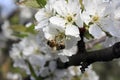 A blooming fruit tree with a bee on a white-pink flower. Blurred background, clear sunny spring day. macro photo Royalty Free Stock Photo