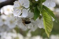 A blooming fruit tree with a bee on a white-pink flower. Blurred background, clear sunny spring day. macro photo Royalty Free Stock Photo