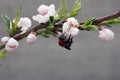 A blooming fruit tree with a bee on a white-pink flower. Blurred background, clear sunny spring day. macro photo Royalty Free Stock Photo