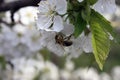 A blooming fruit tree with a bee on a white-pink flower. Blurred background, clear sunny spring day. macro photo Royalty Free Stock Photo