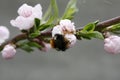 A blooming fruit tree with a bee on a white-pink flower. Blurred background, clear sunny spring day. macro photo Royalty Free Stock Photo
