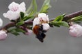 A blooming fruit tree with a bee on a white-pink flower. Blurred background, clear sunny spring day. macro photo Royalty Free Stock Photo