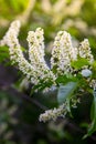 Blooming fruit tree with fragrant white flowers Royalty Free Stock Photo