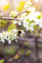 Blooming fruit tree with fragrant white flowers Royalty Free Stock Photo