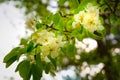 A blooming fruit tree in spring and blurred background