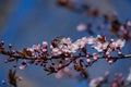 Flowering cherry branch with wasp. Fresh pink flowers on the branch of fruit tree. Close up cherry blossom flowers.