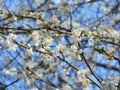 Blooming fruit tree with white flowers in spring garden. Spring time. Royalty Free Stock Photo