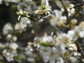 Blooming fruit tree with white flowers in spring garden. Spring time. Royalty Free Stock Photo