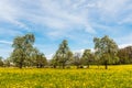 Blooming fruit trees on a meadow with yellow flowers (dandelion) and grazing cows Royalty Free Stock Photo