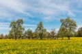 Blooming fruit trees on a meadow with yellow flowers (dandelion) and grazing cows Royalty Free Stock Photo