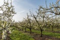 Blooming fruit trees near Lake Constance