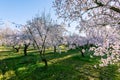 Blooming fruit trees in organic orchard