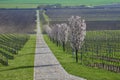 Blooming fruit trees, road between vineries in Moravia. Royalty Free Stock Photo