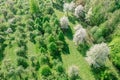 Blooming fruit trees in spring orchard. green park landscape in sunny day. aerial photo Royalty Free Stock Photo