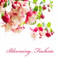 Blooming fuchsia