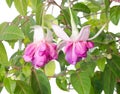 Blooming fuchsia branch isolated on white Royalty Free Stock Photo