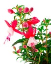 Blooming fuchsia (fuschia hybrida) Royalty Free Stock Photo