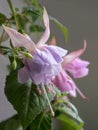 Blooming fuchsia, large lilac flowers on a gray background