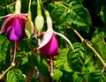 Blooming Fuchsia magellanica in a tropical garden on a sunny day commonly known as the hummingbird or hardy fuchsia.Floral backgro