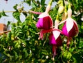 Blooming Fuchsia magellanica in a tropical garden of Tenerife,Canary Islands on a sunny day.Commonly known as the hummingbird or h