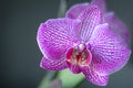 Blooming fuchsia orchid close up