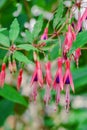 Blooming fuchsia plant, bright bunches of magenta flowers