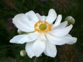 Background with white flower and buds.