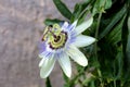 Blooming fully open beautiful unusual Passion fruit or Passiflora edulis flower pointing towards sun surrounded with dark green Royalty Free Stock Photo