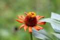 Blooming fully open Zinnia flower with single row of orange petals started to shrivel and wither surrounded with thick dark green