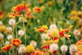 Blooming Gaillardia aristata in garden. Common blanket flower or Common gaillardia Royalty Free Stock Photo