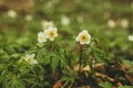 Blooming Galanthus nivalis or common snowdrop, the first spring flowers in the forest. Royalty Free Stock Photo