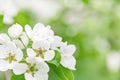 Blooming garden apple tree. White flowers on tree branches. Trees bloom at spring time Royalty Free Stock Photo