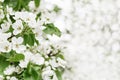 Blooming garden apple tree. White flowers on tree branches. Trees bloom at spring time Royalty Free Stock Photo