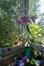 Blooming garden on the balcony with beautiful flowers in pots - lily, petunias, bellflowers, lobelia Royalty Free Stock Photo