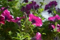 Blooming garden on the balcony. Flowering petunia hybrida