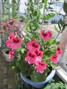 Blooming garden on the balcony in sunny summer day. Beautiful flowers of geranium in pots Royalty Free Stock Photo