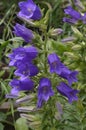 Blooming garden bells closeup on a summer day.