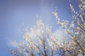 Blooming garden. Close-up flowers on tree against blue sky. Spring concept Royalty Free Stock Photo