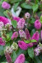 Blooming garden Hebe Hebedonna Nikka evergreen shrub. Blossom pink shrub Veronica flowers