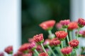 Blooming garden mums with white fence posts Royalty Free Stock Photo