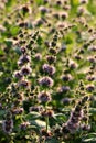 Mint flowers