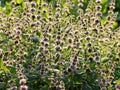 Mint flowers