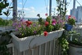 Blooming garden on small urban balcony. Beautiful flowers of lobelia, carnation, geranium grow in pots and containers Royalty Free Stock Photo