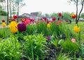 blooming garden with tulips in spring outside. flowerbed with colorful flowers in park