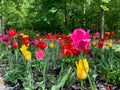 blooming garden with tulips in spring outside. flowerbed with colorful flowers in park