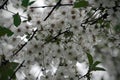 Blooming garden. White flowers of fruit trees. Spring. May. Cherry Royalty Free Stock Photo