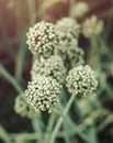 Blooming garlic growing in the garden summer. Plant and flowers