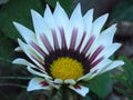 Blooming Gazania `Big Kiss White Flame` Hybrid. White and purple striped petals. Summer garden flower. New day rose stripe. ri Royalty Free Stock Photo