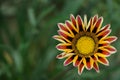 blooming gazania flowers or african daisy in a garden on green background Royalty Free Stock Photo